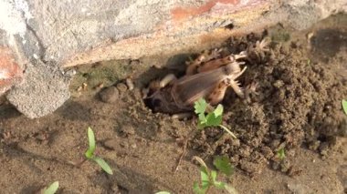 Ağaçtaki kahverengi kurbağanın yakın plan fotoğrafı.