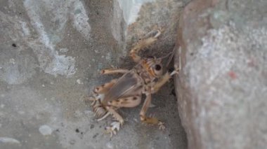 Yerdeki bir evdeki örümcek.