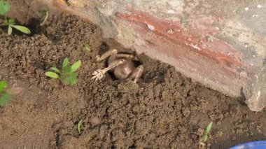 Bahçede küçük bir salyangoz