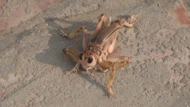 Kahverengi kertenkele yerde.