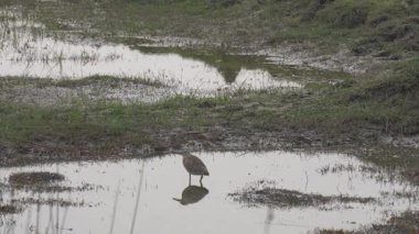 Parkta güzel bir kuş