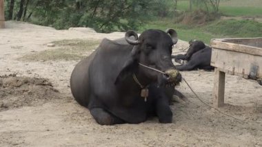 Çiftlikte büyük bir bufalo