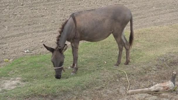 le cheval dans la ferme 
