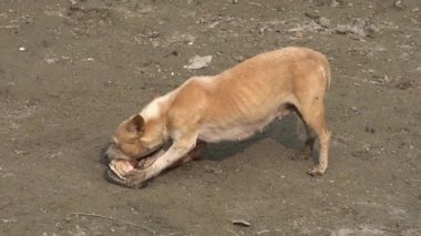 Köpek sokakta kemik yiyor.