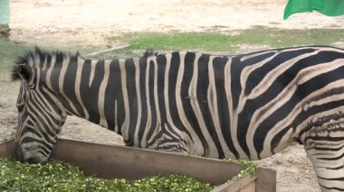 Zebra hayvanat bahçesinde