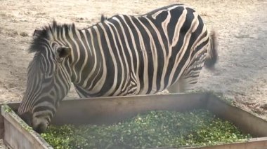 Zebra hayvanat bahçesinde