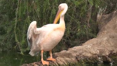 Pelikan, pelecanus onospus, yazın gölün kıyısında.