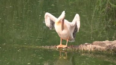 Hayvanat bahçesinde beyaz pelikan