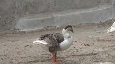 Gri tüylü beyaz ördek