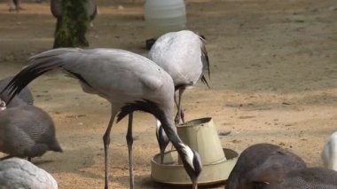 Kuşların vinci. Kuşlar besleniyor..