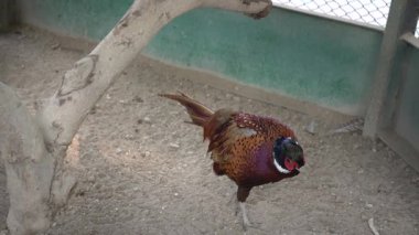 Hayvanat bahçesindeki bir kuşun yakın çekimi.