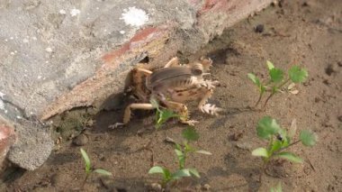 Bahçedeki çimlerde oturan kurbağa.