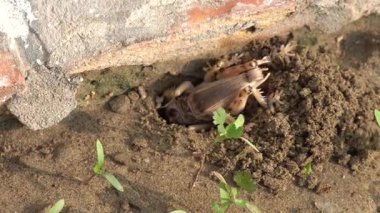 Bir kayanın üzerindeki kahverengi kurbağanın yakın çekimi.