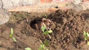 Genç bir kuşun yakın çekimi.