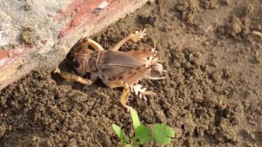 Bir kurbağaya yaklaş.