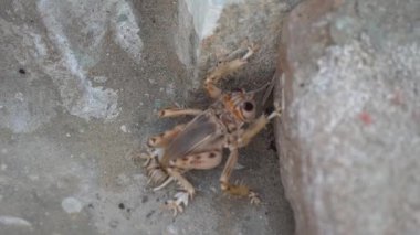 Bir kayanın üzerinde kahverengi bir yengecin yakın plan çekimi.