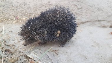 Kum Sahasında Motorlu Keneleri olan Vahşi Kirpi - Dikenli Memeliler & Parazitler