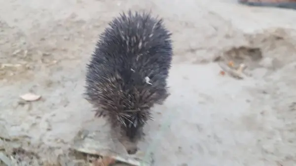 Kum Sahasında Motorlu Keneleri olan Vahşi Kirpi - Dikenli Memeliler & Parazitler