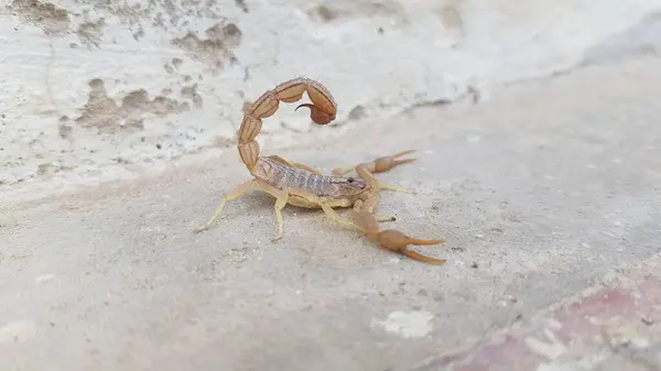 Sahilde akrep HD 4K Görüntü