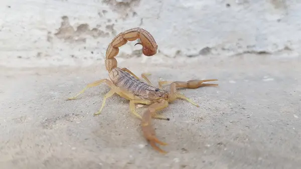 Kıvrık İğneli Küçük Tan Akrebi Macro Vahşi Yaşam Yakın plan