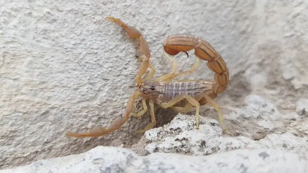 Kıvrık İğneli Küçük Tan Akrebi Macro Vahşi Yaşam Yakın plan