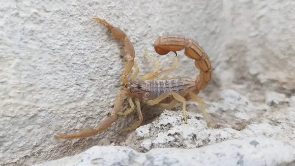 Kıvrık İğneli Küçük Tan Akrebi Macro Vahşi Yaşam Yakın plan