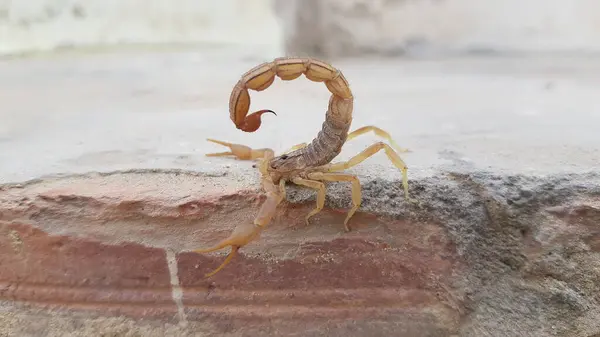 Kıvrık İğneli Küçük Tan Akrebi Macro Vahşi Yaşam Yakın plan