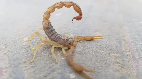 Eğri Kuyruklu Akrep ve İğne - Eklembacaklı Vahşi Yaşam Yakın plan