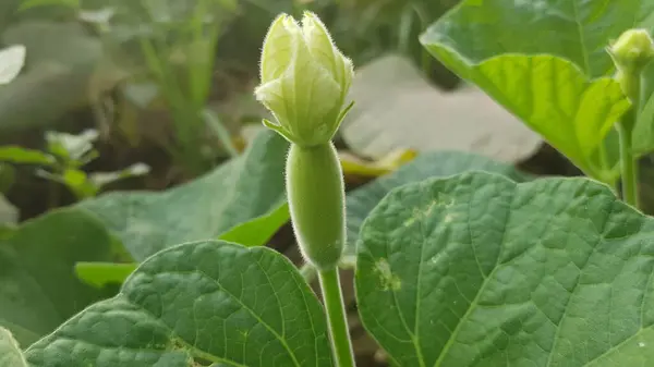 Bahçedeki yeşil bitki