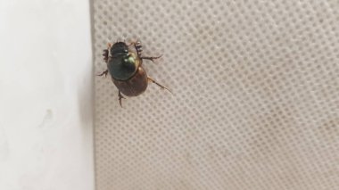 Doğadaki böceğin yakın görüntüsü