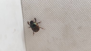 Vahşi doğada böceğe yakın çekim