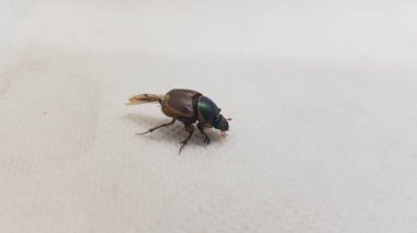 böceğe yakın çekim