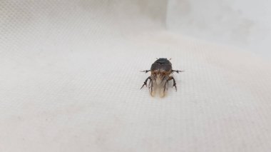 İzole edilmiş bir arkaplanda beyaz bir sineğin yakın plan çekimi.
