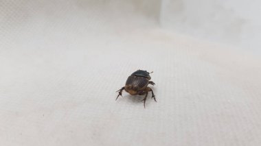 Beyaz arkaplanda bir arıyı kapat