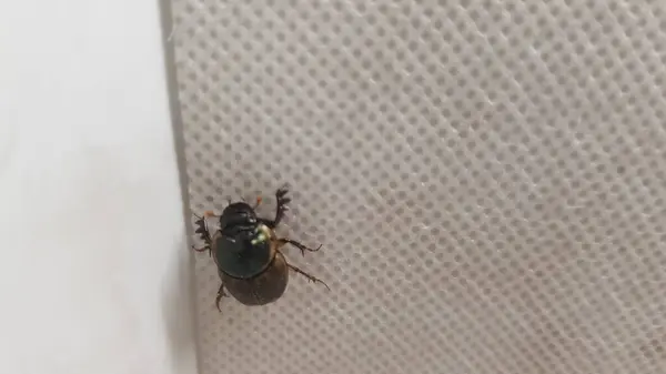 Siyah ve kahverengi bir böceğin yakın çekimi.