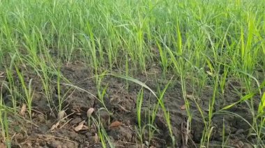 Pirinç dolu yeşil pirinç tarlası.