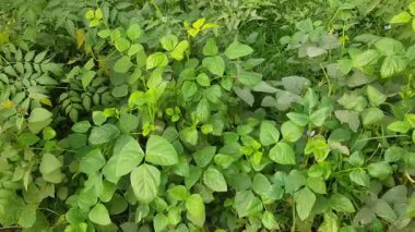 yeşil bitkiler, doğa ve bitkiler