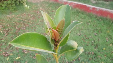 yeşil yapraklar, bitkiler ve yapraklar