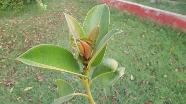 Bahçede yeşil yapraklar