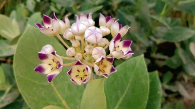 Bahçedeki güzel çiçekler