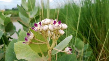 Bahçedeki güzel çiçekler