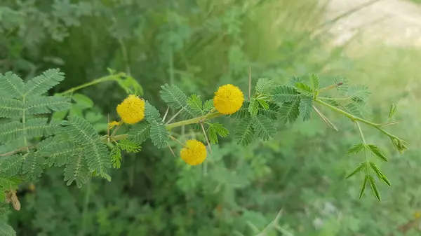 Güzel botanik fotoğrafı, doğal duvar kağıdı.