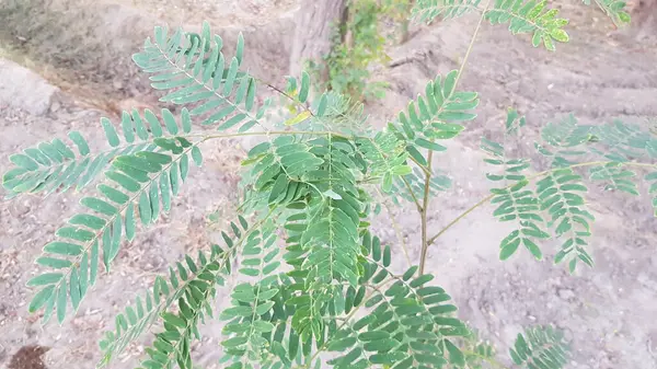 Güzel botanik fotoğrafı, doğal duvar kağıdı.