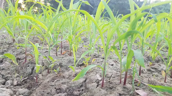 Bahçedeki yeşil bitkiler