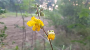 Bahçedeki sarı çiçekler