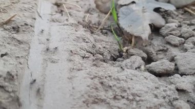 Ölü bir ağacın dokusu.