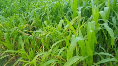 Ormanda yeşil çimenler