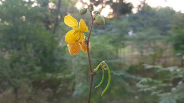 Bahçedeki sarı çiçekler