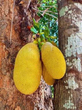 Ağaçtan sarkan meyveler