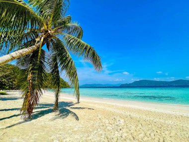 palmiye ağacı ve turkuaz Denizi
